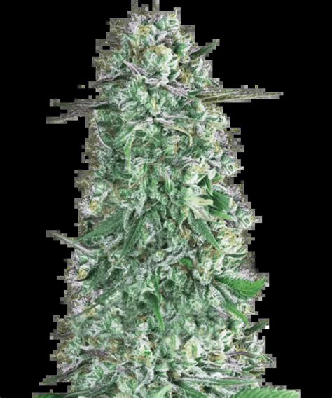 Rainbow Runtz Strain | Buy Autoflower Seeds, 22% THC