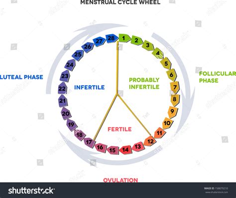 Menstrual Cycle Calendar. Average Menstrual Cycle. Follicular Phase, Ovulation, Luteal Phase ...