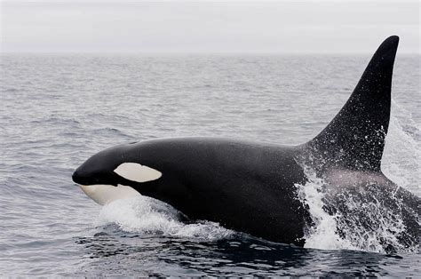 Apparent new orca calf spotted in endangered pod near British Columbia