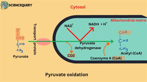 What is Pyruvate oxidation? | Science Query