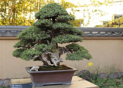 Juniper Bonsai Tree: Types, How To Grow And Care Florgeous, 42% OFF