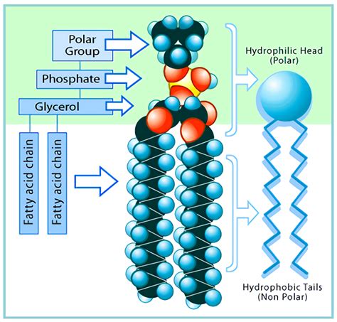 Phosphatidylcholine Chemical Structure