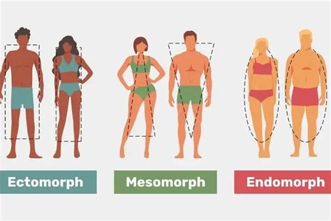 Main Male Body Types How To Tell Them Apart | truongquoctesaigon.edu.vn