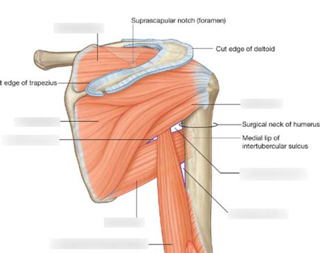 Diagram Of Shoulder Anatomy Posterior Shoulder Anatomy Anatomy | Images ...