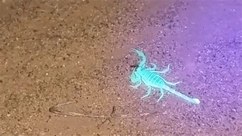 Glowing Scorpions! Scorpion Hunting in the California Desert | ARO News