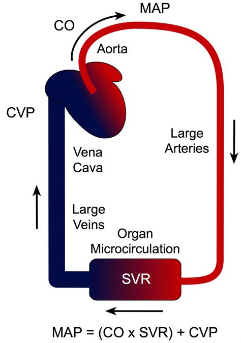 Mean arterial pressure definition, calculator and formula