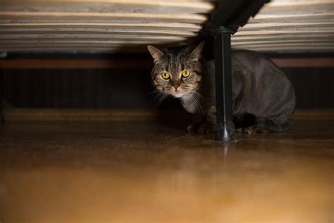 Why Is My Cat Hiding Under the Bed? 5 Common Causes & Solutions | Hepper