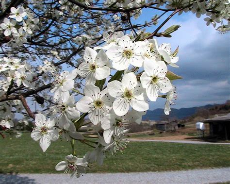 Free photograph; bradford, pear, tree, blossoms