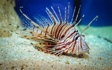 Clownfish Predators: What Feed on Clownfish? - Avid Aquarist