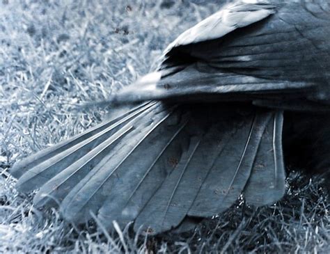 Items similar to Crow tail feathers, Crow photograph, black feathers ...