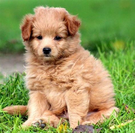 Pomapoo (Pomeranian-Poodle mix) Info, Temperament, Puppies, Pictures | Puppies, Poodle mix ...