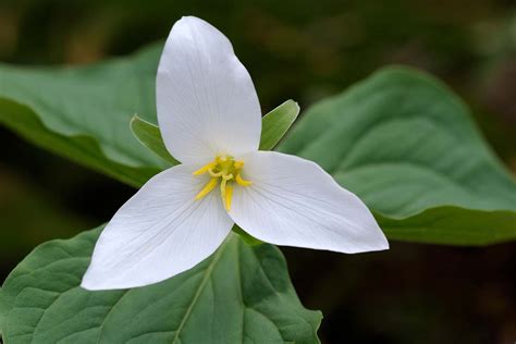 How to Grow and Care for Trillium Flowers (Birthroots)