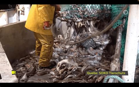 Shocking footage shows bycatch from bottom trawling - Transform Bottom ...