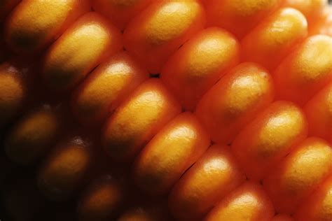 Corn cob close up free image download