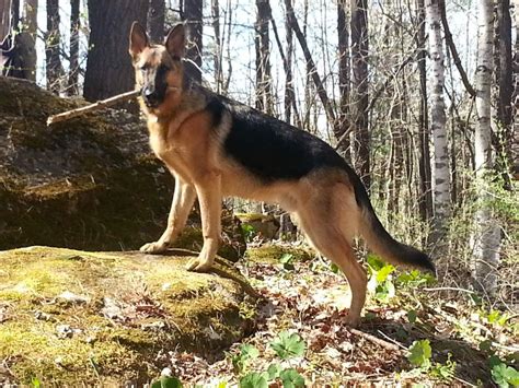 GSD of the month archive 2013 | Gsd, German shepherd, Agility training