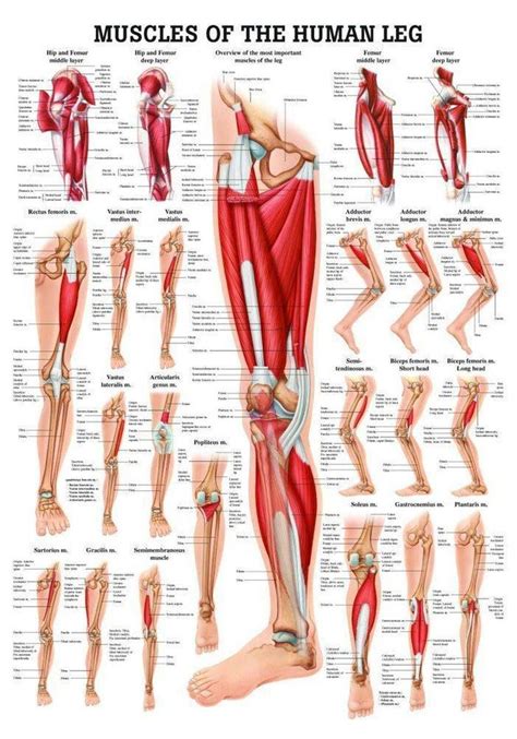 an image of muscles of the human leg and lower limb diagram with text ...