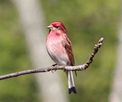 House Finches vs Purple Finches - Delaware Nature Society