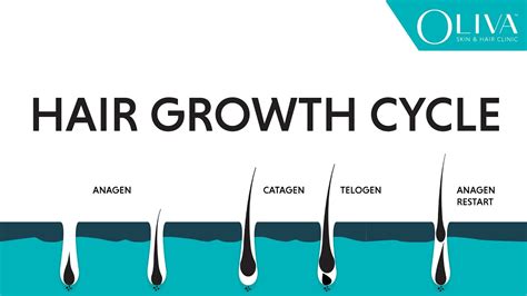 Top 134 + Factors affecting hair growth cycle - polarrunningexpeditions