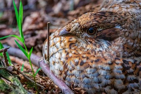 Hazel Grouse. Female Grouse Incubating Eggs in the Nest Stock Photo ...