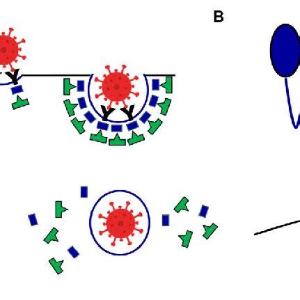 Clathrin-mediated endocytosis. A. Viral attachment on cell surface... | Download Scientific Diagram