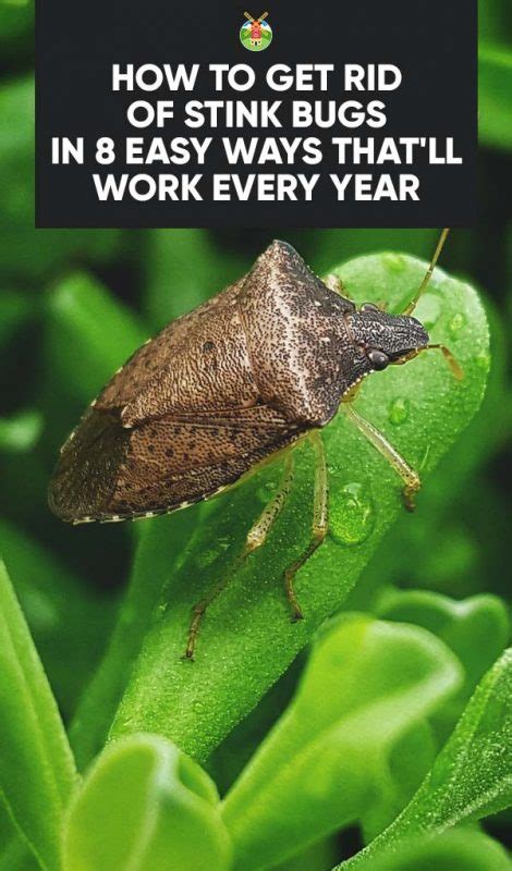 How to Get Rid of Stink Bugs In 8 Easy Ways That'll Work Every Year