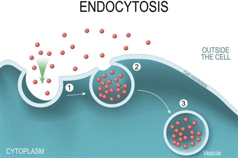 A Definition of Endocytosis With Steps and Types