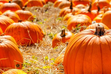 The Best Fall Festivals in Ohio - ER Auto Care