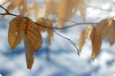 33 Shades of Green: Winter in The Mitten