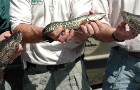 The most invasive species in North America