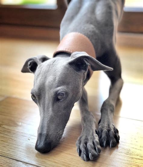 Grey Italian greyhound | Grey hound dog, Whippet puppies