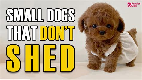 Toy Dog Breeds That Dont Shed | Wow Blog