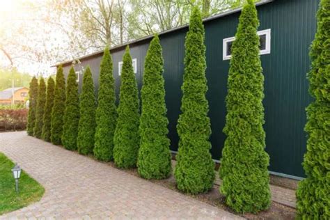 21+ Creative Backyard Arborvitae Landscaping Ideas