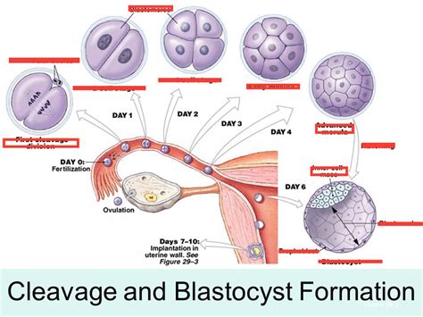 Chapter 29 Blastocyst formation Diagram | Quizlet