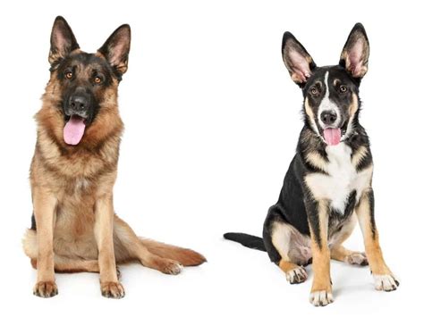 Purebred German Shepherd vs. Mix (Which Is Better)? - World of Dogz