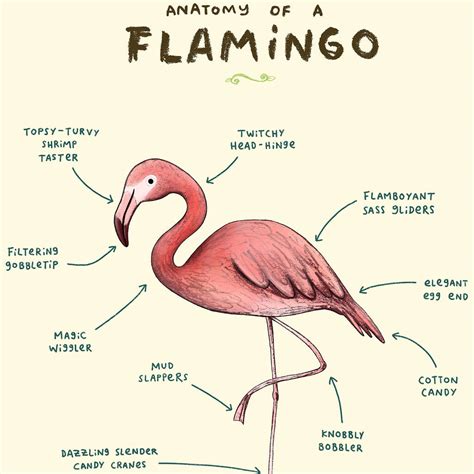 Anatomy Of A Flamingo Art Print By Sophie Corrigan By Wraptious