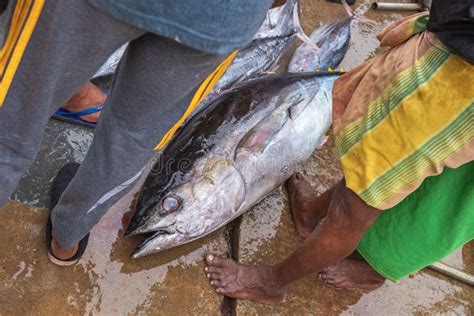 One Big Indian Ocean Tuna on the Fish Market, Sri Lanka Stock Image ...