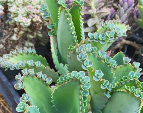 Mother of Thousands Kalanchoe Succulents Mexican Hat Plant | Etsy Unusual Plants, Exotic Plants ...