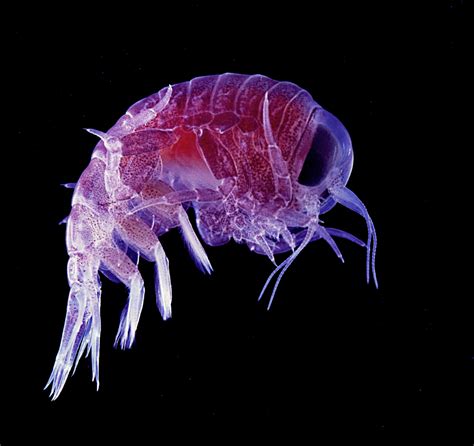 Ten amazing zooplankton critters that look like their bigger relatives ...