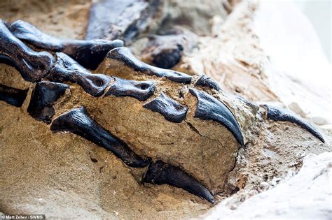 Australian scientists may be first to confirm if 'duelling dinosaur' fossil found in Montana is ...