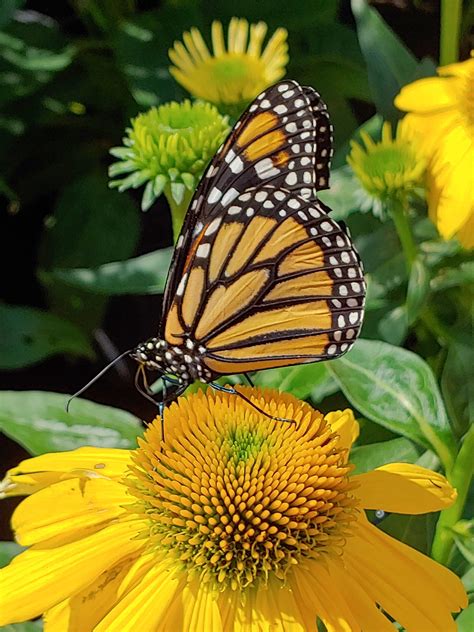 Monarch Butterfly B - Free photo on Pixabay - Pixabay