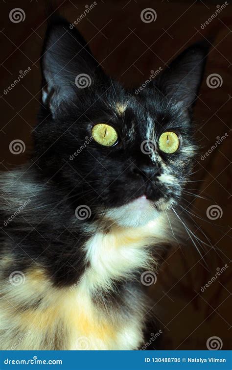 Tortoiseshell Cat Maine Coon Stock Photo - Image of owner, brown: 130488786