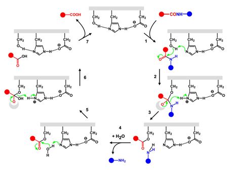 Mechanism of serine protease. The catalytic triad Ser/His/Asp acts in a ...