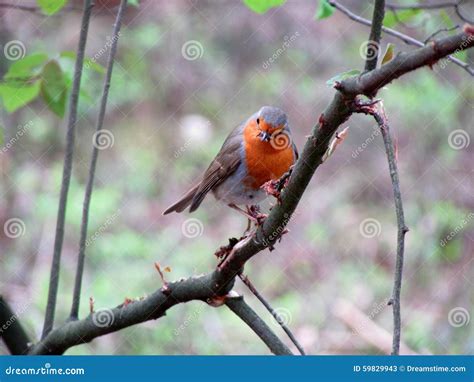 Robin Redbreast stock image. Image of robin, natuur, nature - 59829943