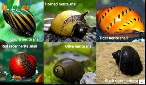 Nerite Snails: Your Guide To Lifespan, Care, And Reproduction | SnailPedia