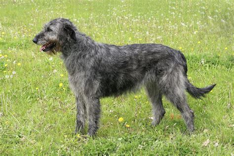 Irish Wolfhound – a dignified, courageous breed with a long ...