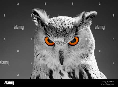 Glowering eyes hi-res stock photography and images - Alamy