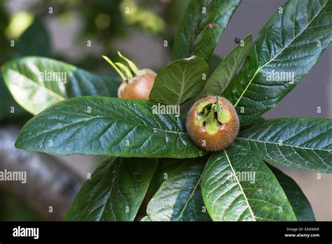 medlar tree and leaves Stock Photo - Alamy