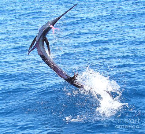 Sailfish Jump Photograph by Carey Chen - Fine Art America