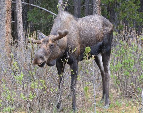 Mountain Menagerie – Jasper National Park | Paul Cipywnyk's Blog