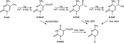 Proposed mechanisms for Tet-mediated oxidative demethylation of ...